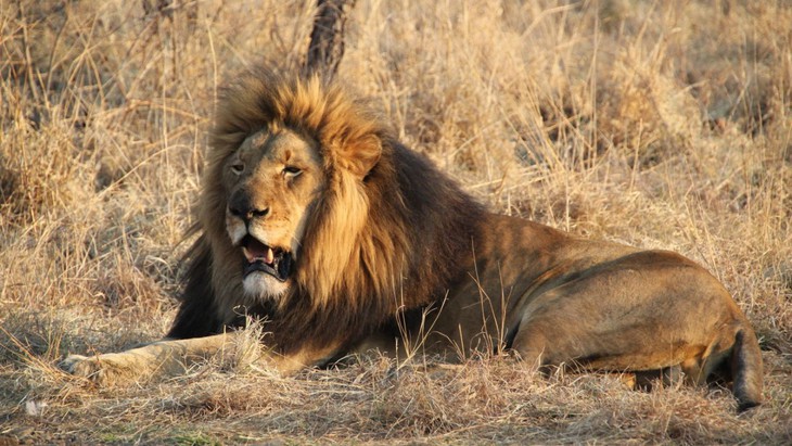 African Safari - fotogramma