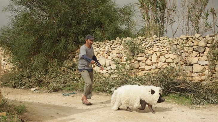 Un insolito naufrago nell'inquieto mare d'oriente - fotogramma
