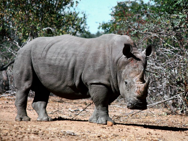 Rino