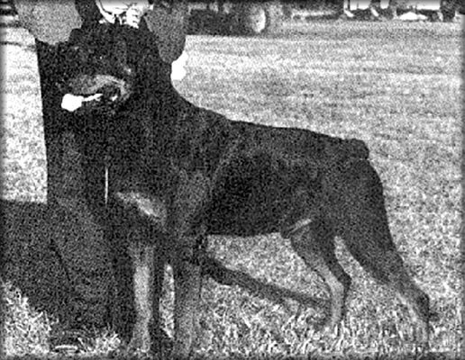 Alfredo Spinosa