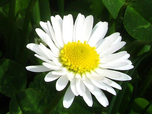 margherita1