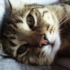 Gattosoriano