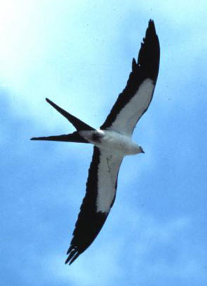 Martola