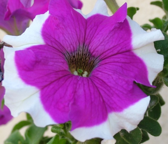 MAESTRATINA