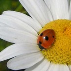 coccinell@