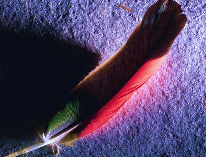 piumarossa70