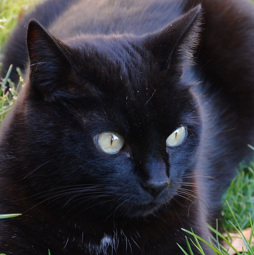 gattanera