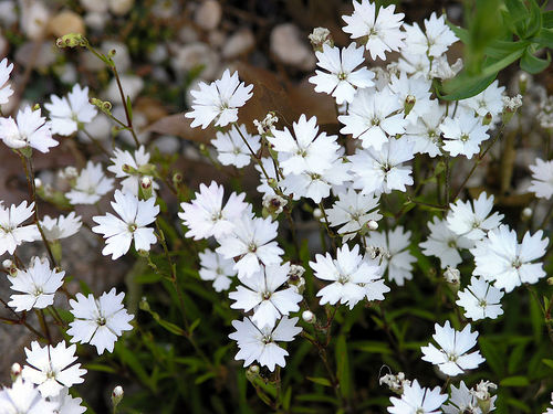Vic Silene
