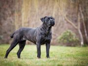 Cani da guardia: dieci razze che custodiranno anche il vostro cuore