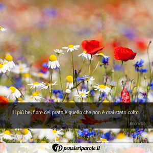 Immagine con frase di Anonimo - Il pi bel fiore del prato  quello che non ...