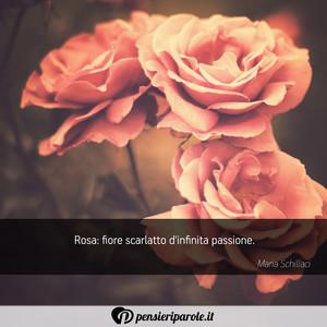 Immagine con frase di Maria Schillaci - Rosa: fiore scarlatto d'infinita passione.