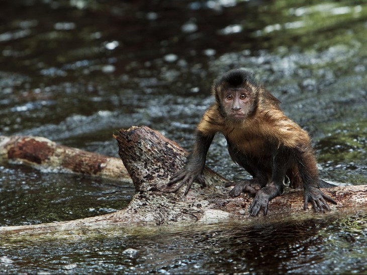 Amazzonia - fotogramma