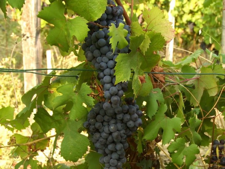 Resistenza naturale - fotogramma