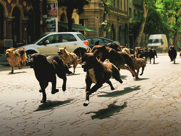 White God - Sinfonia per Hagen - fotogramma