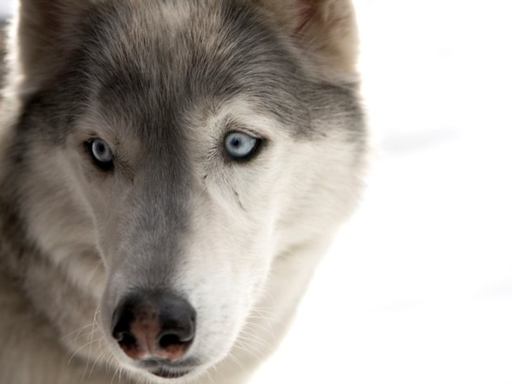 Il richiamo della foresta 3D - fotogramma