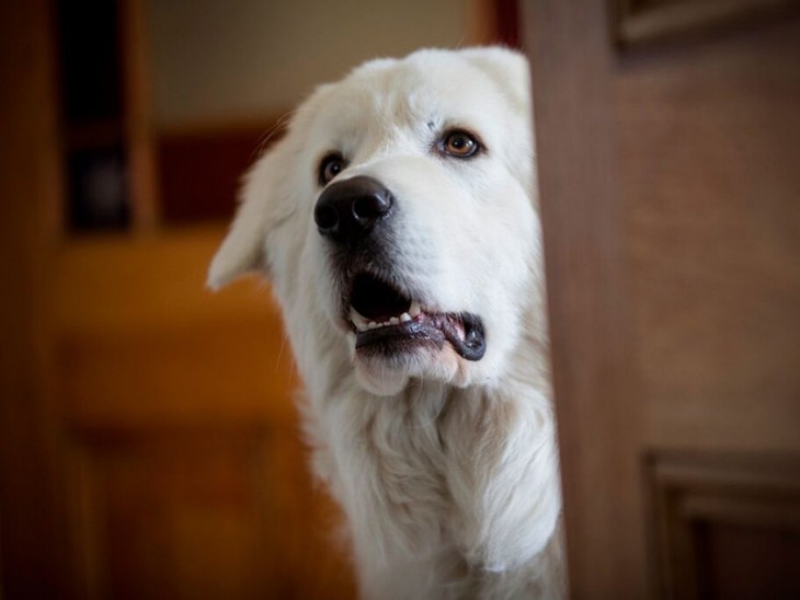 Giotto, l'amico dei pinguini - fotogramma