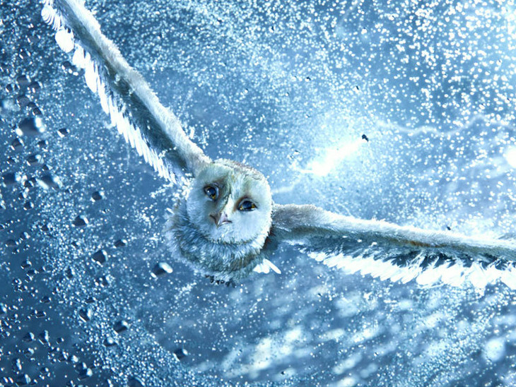 Il Regno di Ga'Hoole: La Leggenda dei Guardiani - fotogramma