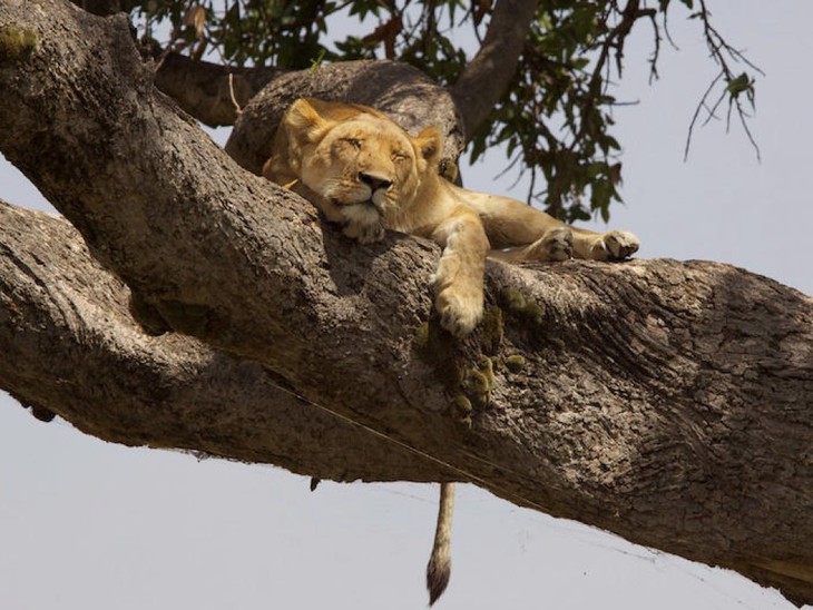 African Cats - fotogramma