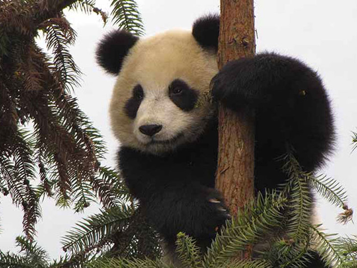 Sneezing Baby Panda - fotogramma