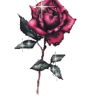 fiordiluna
