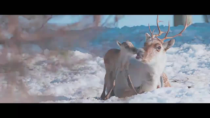 Ailo Un Avventura Tra I Ghiacci Streaming